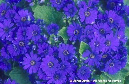Cineraria